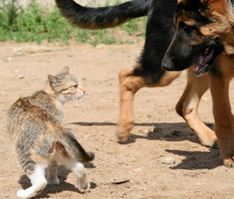 我的猫为什么看到大狗就很凶？